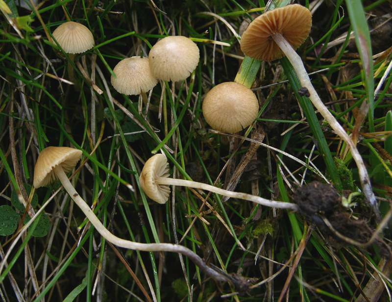Galerina da determinare n�6